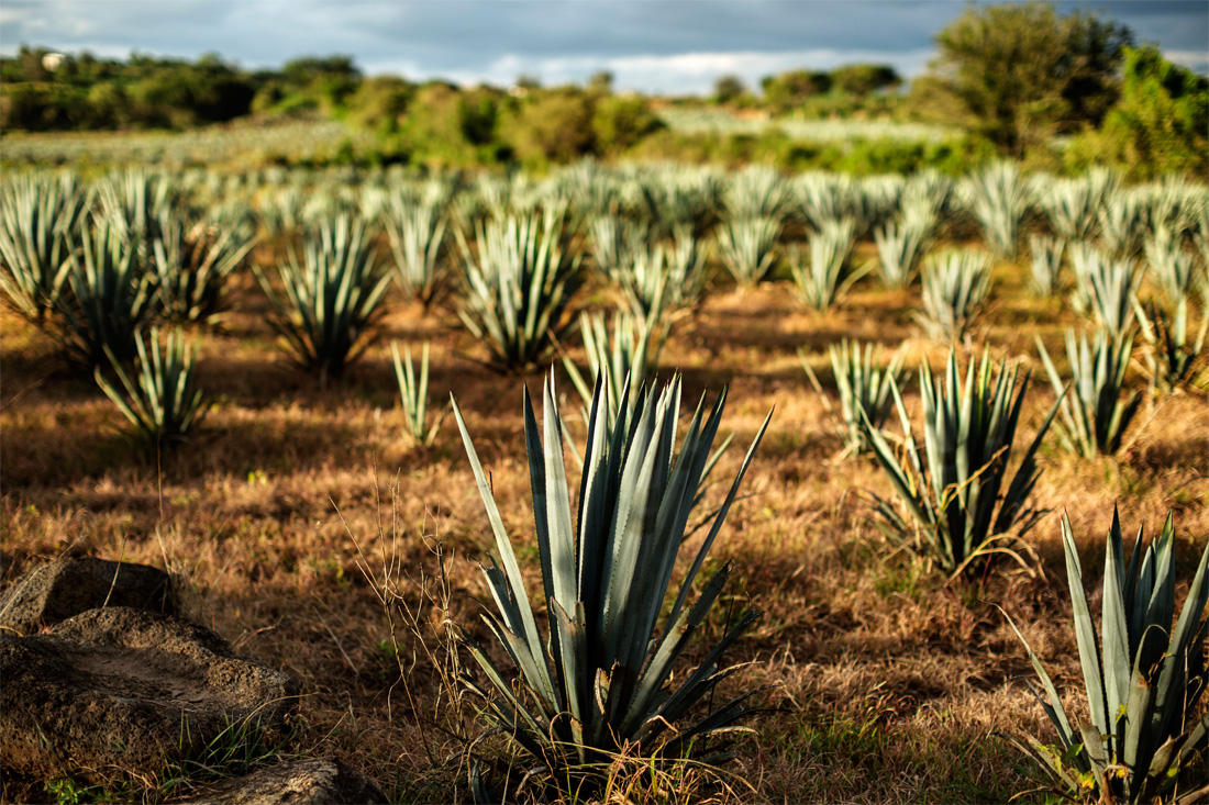 Agave